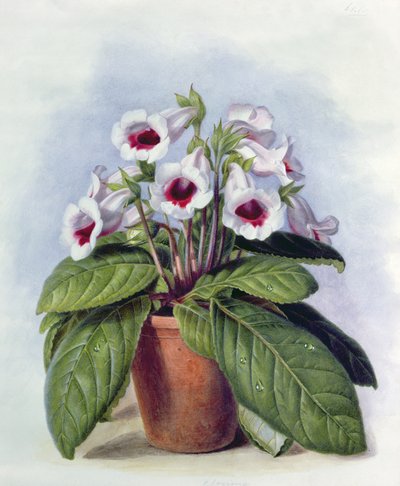 Gloxinia in a Pot, c.1860 by Augusta Innes Withers